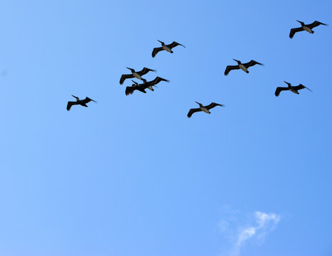 Off Center silhouette photo of birds flying in the blue sky