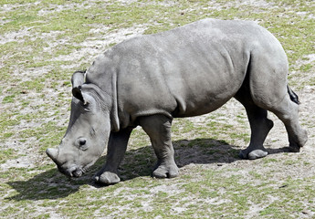 Fototapeta premium African rhinoceros. Latin name - Diceros bicornis