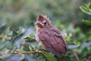 Baby Cardinal Bird