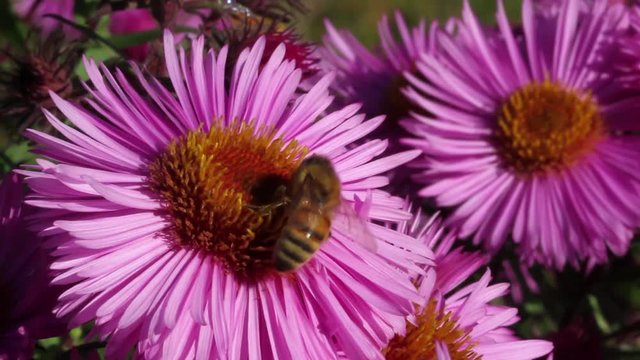 Bee on violet flower.