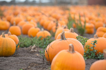 Pumpkin Patch