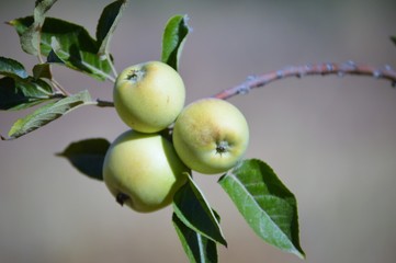 Obraz premium Pequeñas y dulces