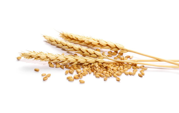 ears of wheat and wheat grain on white background
