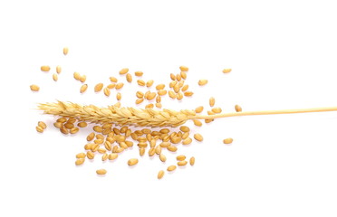 ears of wheat and wheat grain on white background