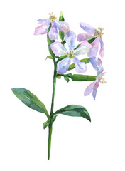 Saponaria officinalis from the carnation family (Caryophyllaceae). Watercolor hand painting illustration on isolate white background.