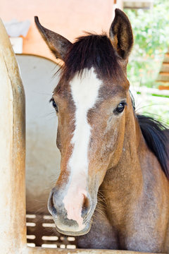 Purebred arabian horse in the barn door