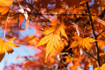 Naklejka na ściany i meble Maple leaves change color in autumn