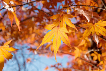 Naklejka na ściany i meble Maple leaves change color in autumn