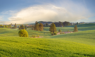 pole młodego,zielonego zboża   © Mike Mareen