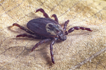 Tick on dry leaf