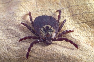 Tick on dry leaf