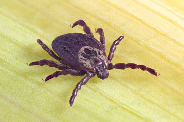 Tick on dry leaf