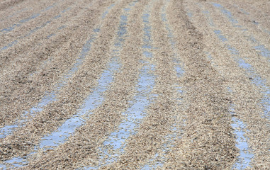 Sun drying seed/grain texture in rows on concrete flooring