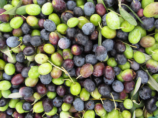 Just picked olives background during harvest time . Tuscany, Italy
