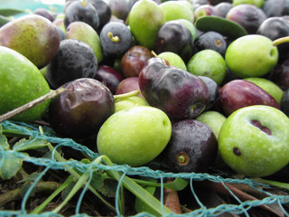 Just picked olives on the net during harvest time . Tuscany, Italy
