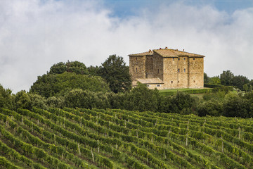 Fototapeta na wymiar Vineyard near Montalcino, Italy