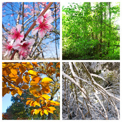 Four seasons collage