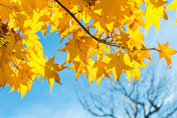 Maple leaves change color in autumn