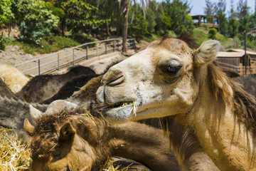 Face of a very cute spotted camel with one blue eye eating some hay in a spanisch zoo. A very special creature with different coloured eyes, one blue and one brown.