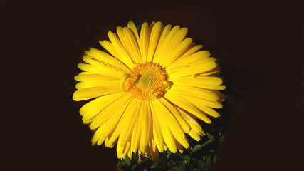 yellow daisy flower isolated