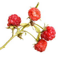 raspberries on a branch isolated on white background