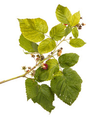 raspberries on a branch with leaves. on a white background
