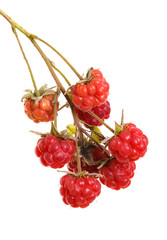 raspberries on a branch isolated on white background