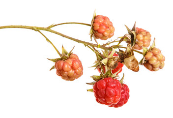 raspberries on a branch isolated on white background