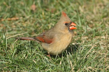 Female Cardinal On A Lawn