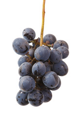 dark blue grapes. Bunch isolated on white background