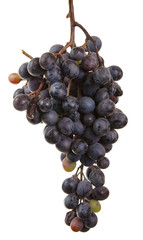 dark blue grapes. Bunch isolated on white background