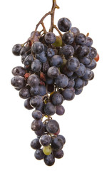 dark blue grapes. Bunch isolated on white background