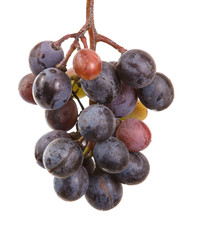 dark blue grapes. Bunch isolated on white background