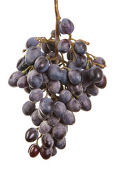 dark blue grapes. Bunch isolated on white background