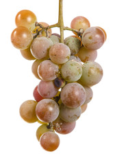 bunch of ripe grapes isolated on white background