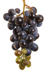 dark blue grapes. Bunch isolated on white background