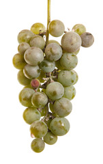 bunch of ripe grapes isolated on white background