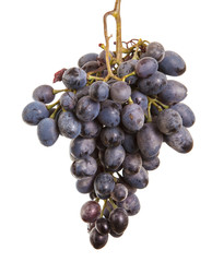dark blue grapes. Bunch isolated on white background