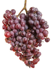 bunch of over-ripe grapes isolated on white background
