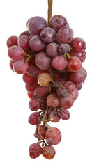bunch of over-ripe grapes isolated on white background