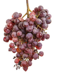 bunch of over-ripe grapes isolated on white background