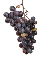 dark blue grapes. Bunch isolated on white background
