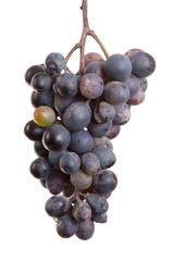dark blue grapes. Bunch isolated on white background