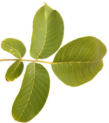 branch of walnut isolated on white background