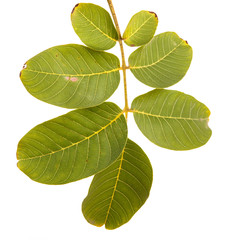 Obraz premium branch of walnut isolated on white background