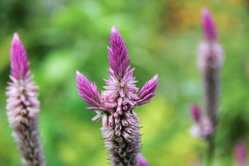 Close up The pink grass flower