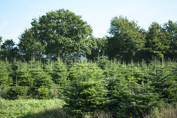 Tannenbaum Plantage in Schleswig-Holstein 