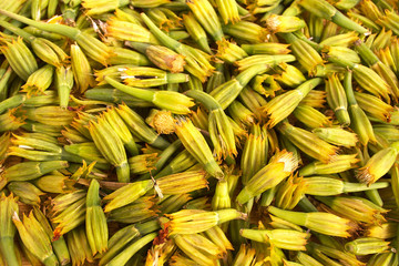 Green sepals marigold flowers.