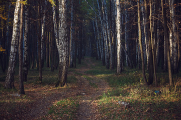 Path trough woods