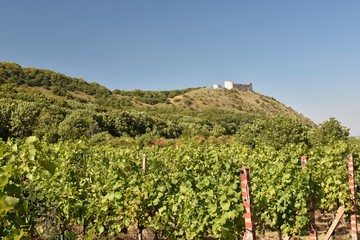 Fototapeta na wymiar Castle Devicky - Pavlov.Vineyards under Palava. Czech Republic - South Moravian Region wine region.